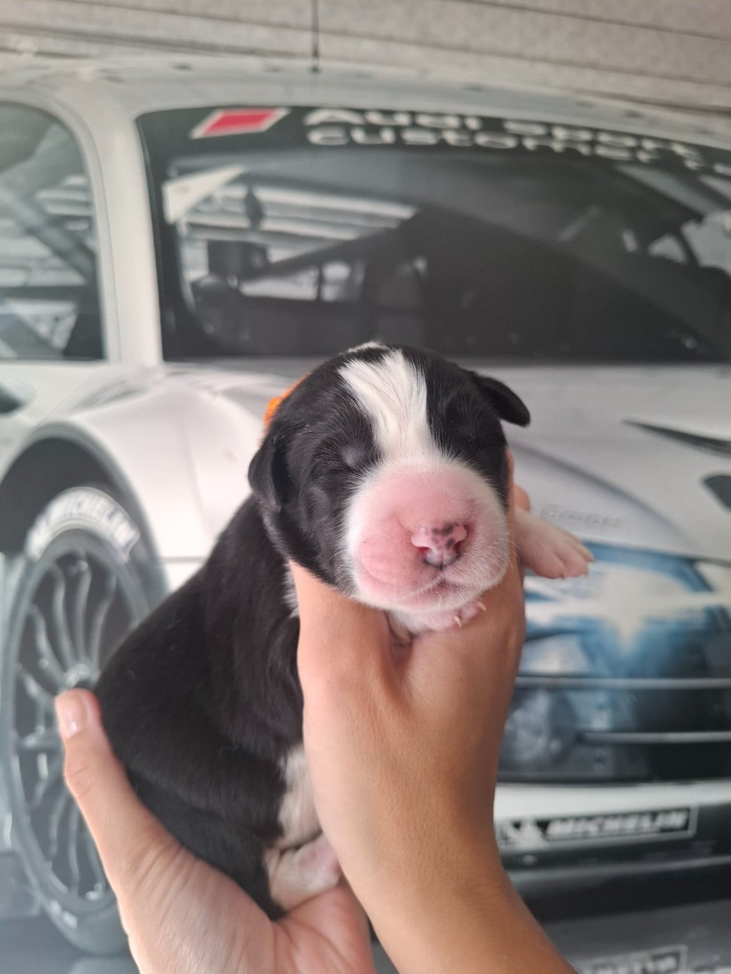 CHIOT 2