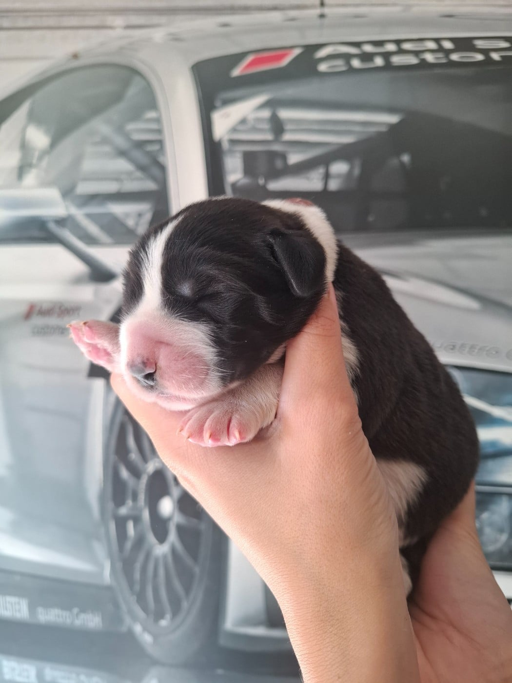 CHIOT 3