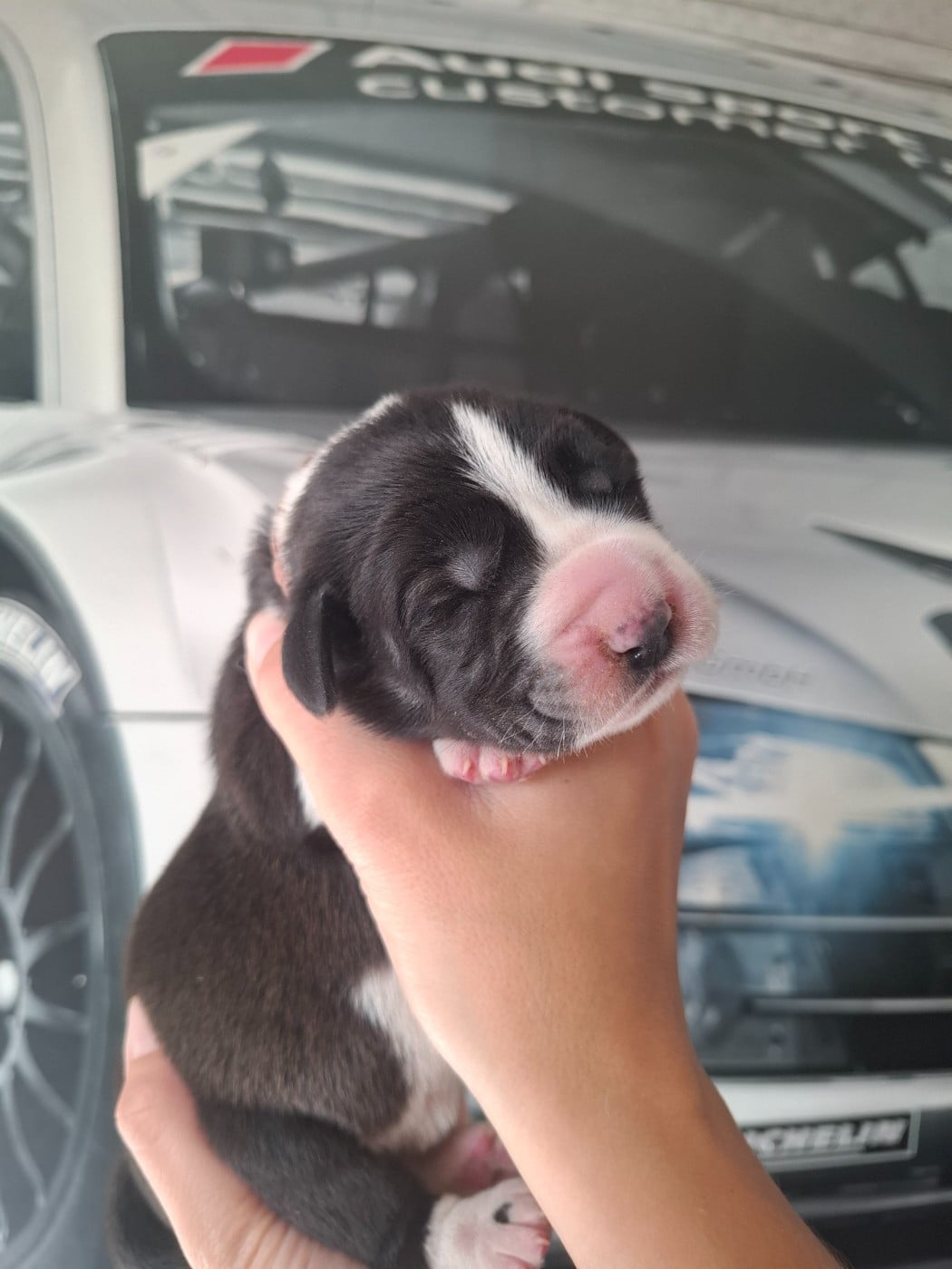 CHIOT 3