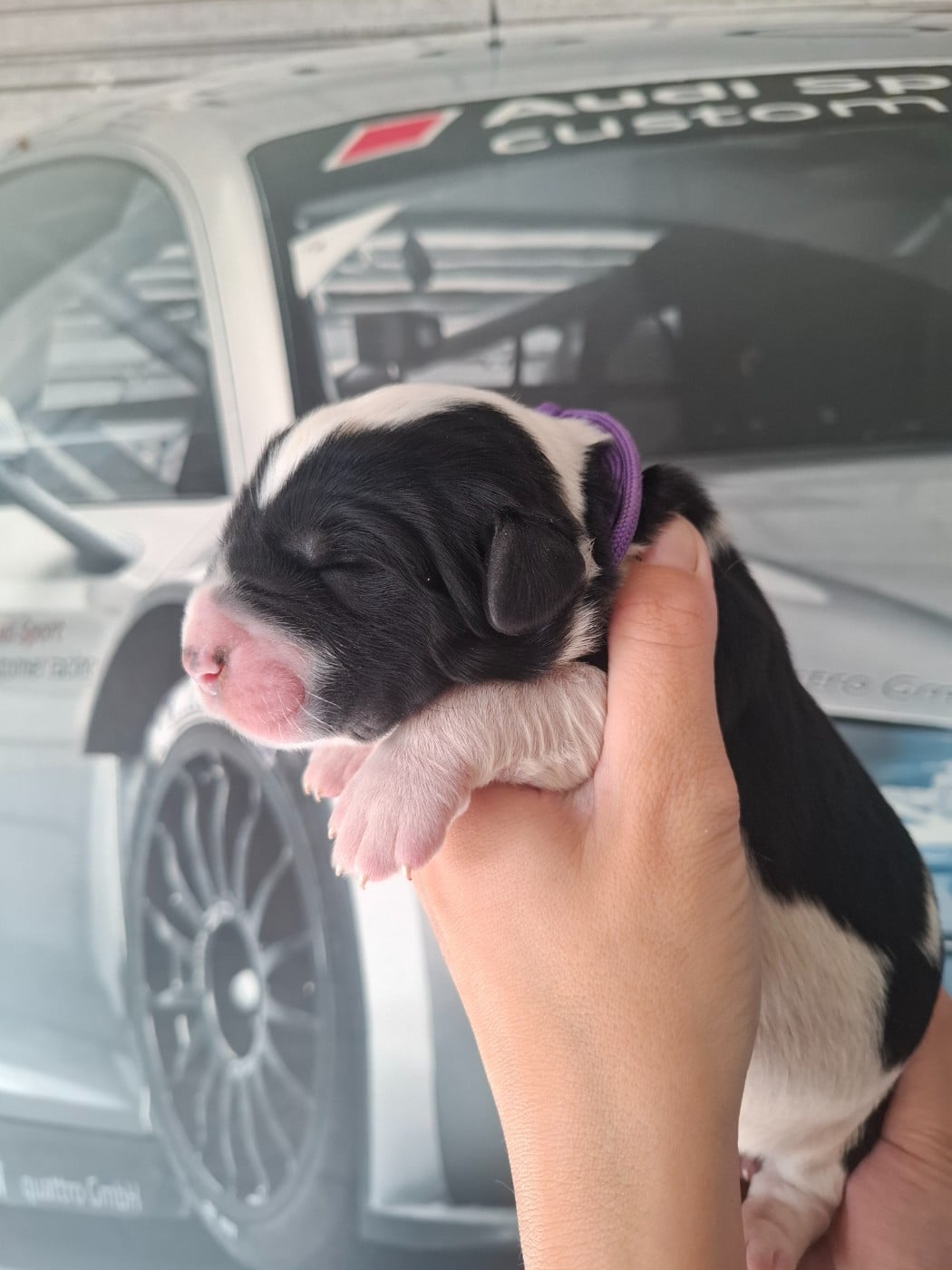 CHIOT 4