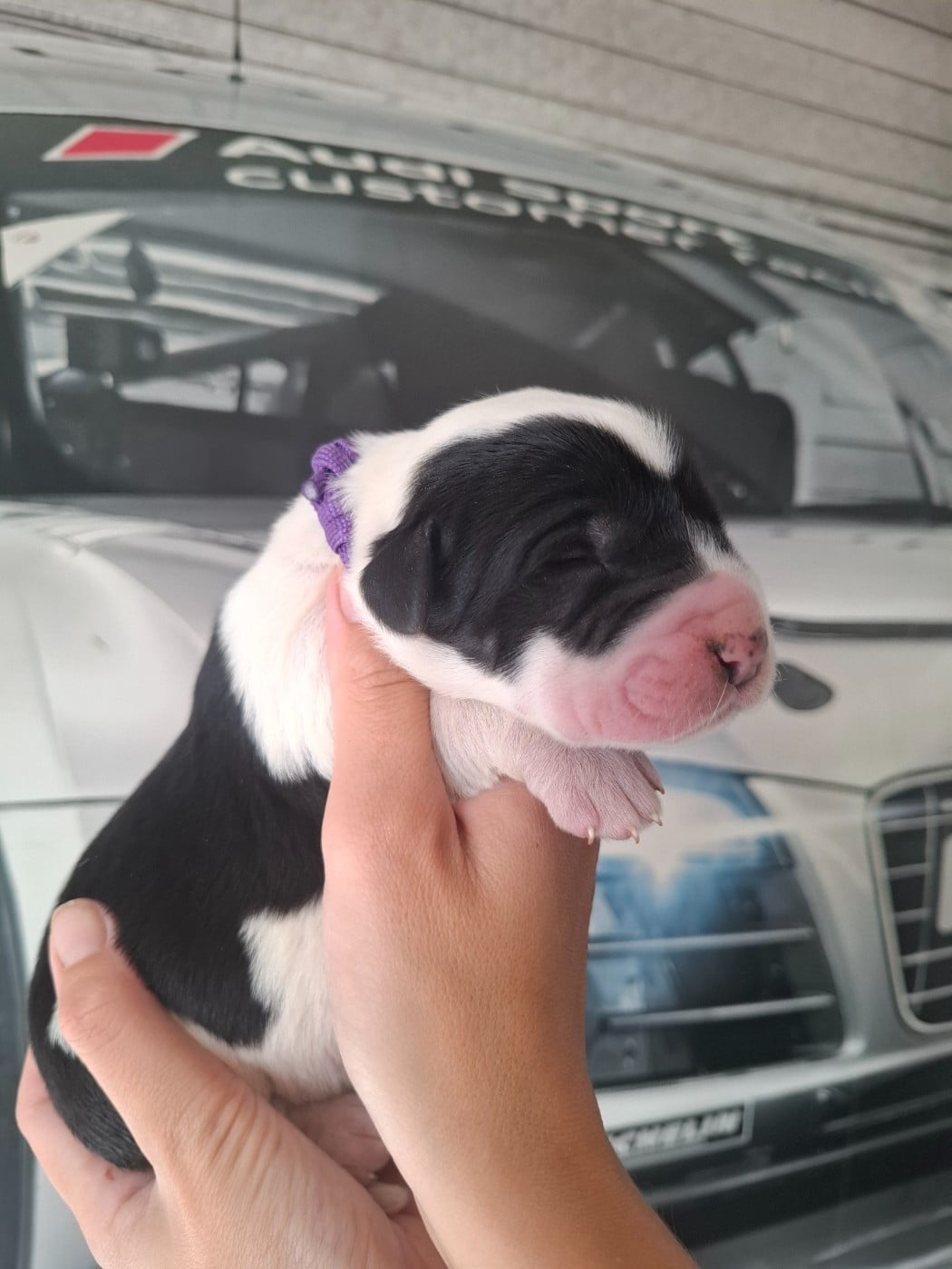CHIOT 4