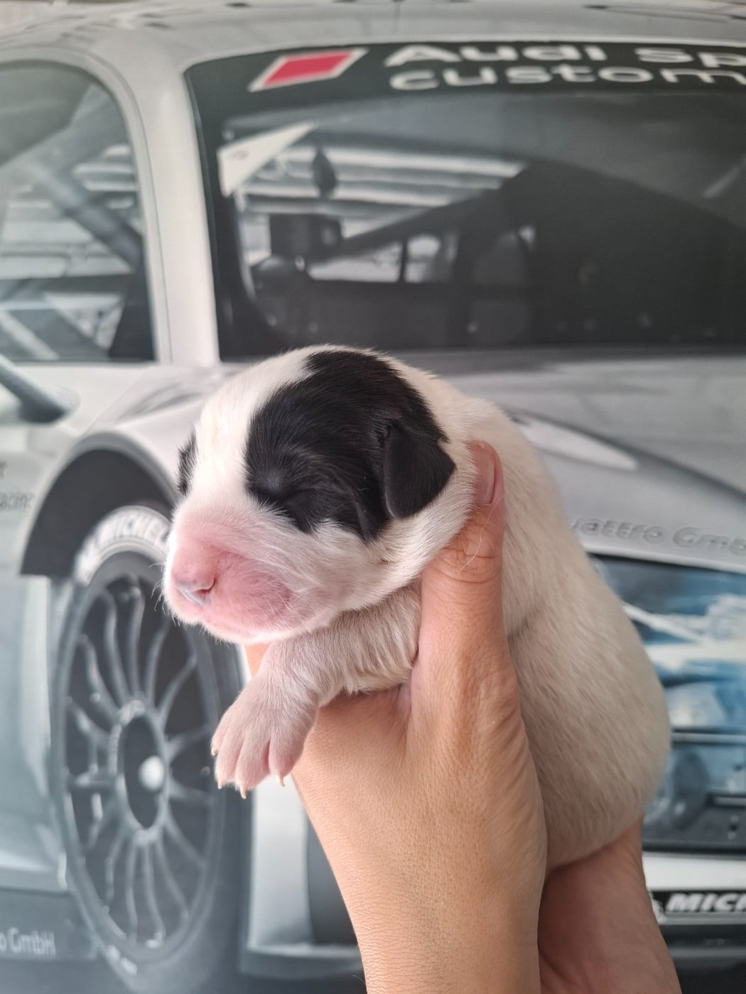 CHIOT 5