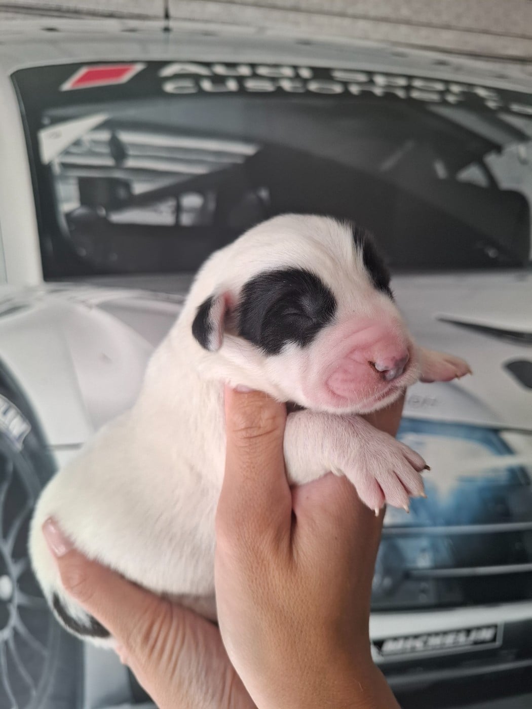 CHIOT 5