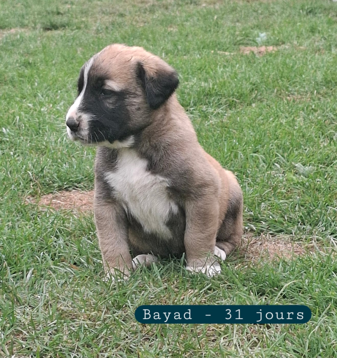 BAYAD