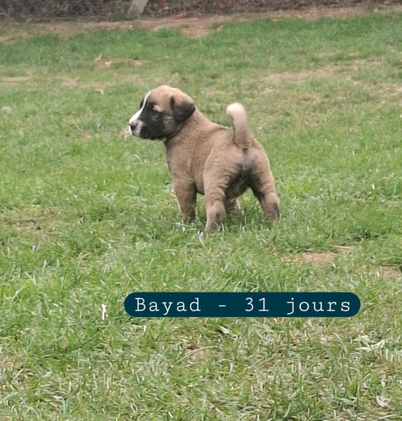BAYAD