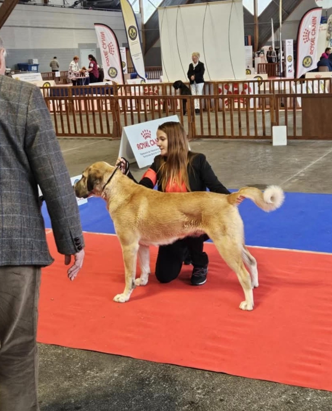 V'yashin alabai The Legend Of Kangal - 1er excellent - CACIB-J - Meilleur de race