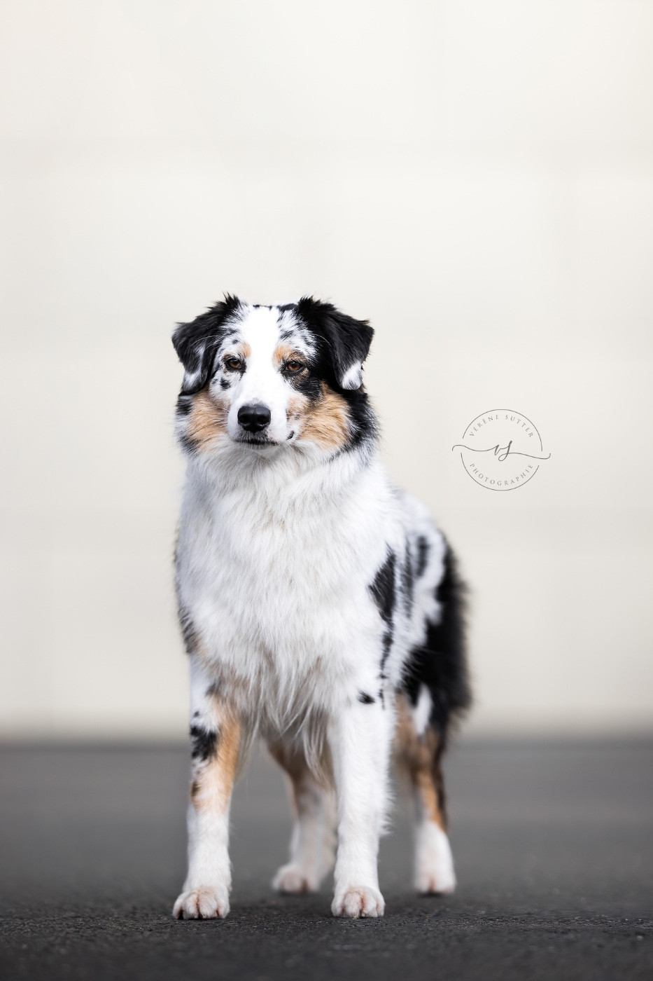 Publication : The Dark Enchantress