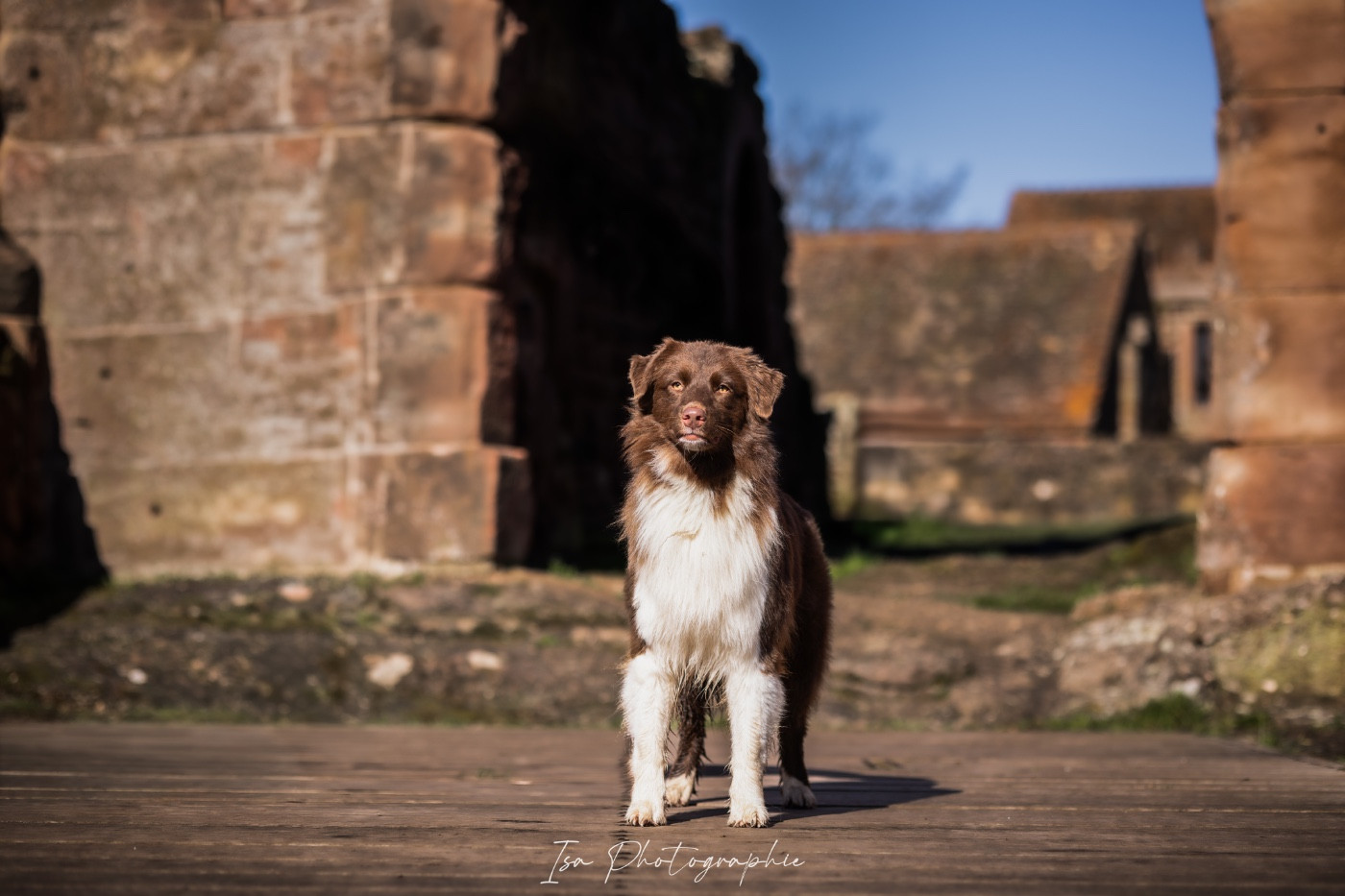 Vicomtesse queen charlotte The Dark Enchantress