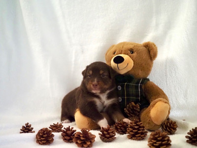 Les chiots de Berger Australien