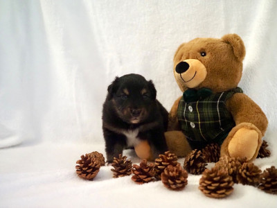 Les chiots de Berger Australien