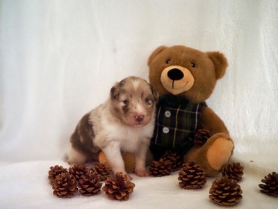 Les chiots de Berger Australien