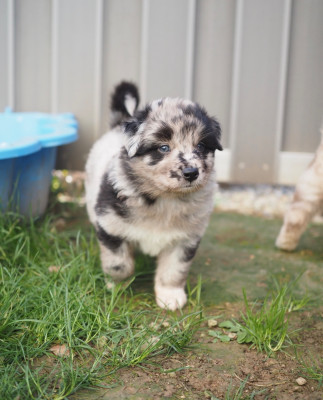 Les chiots de Berger Australien