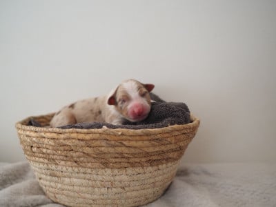 Les chiots de Berger Australien