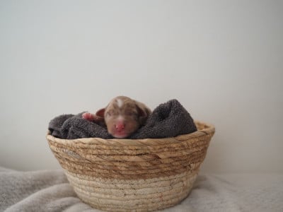 Les chiots de Berger Australien