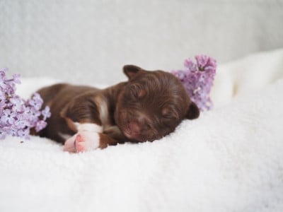 Les chiots de Berger Australien