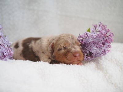 Les chiots de Berger Australien