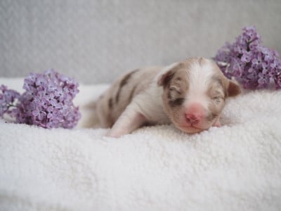 Les chiots de Berger Australien