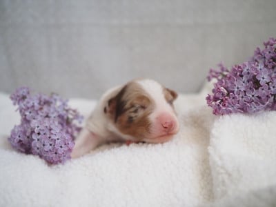 Les chiots de Berger Australien