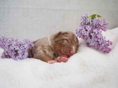 Les chiots de Berger Australien