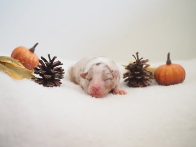 Les chiots de Berger Australien