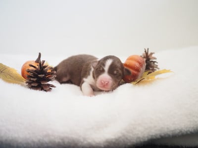 Les chiots de Berger Australien