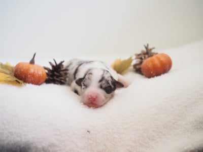 Les chiots de Berger Australien