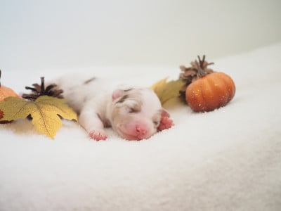 Les chiots de Berger Australien