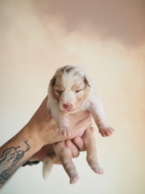 Les chiots de Berger Australien