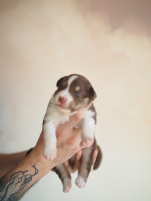 Les chiots de Berger Australien
