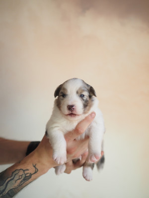 Les chiots de Berger Australien