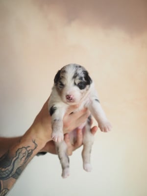 Les chiots de Berger Australien