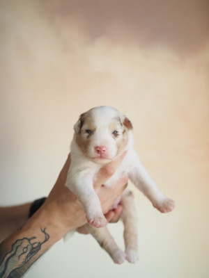 Les chiots de Berger Australien