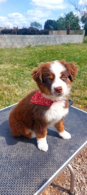 Leon De La Cité D'Or