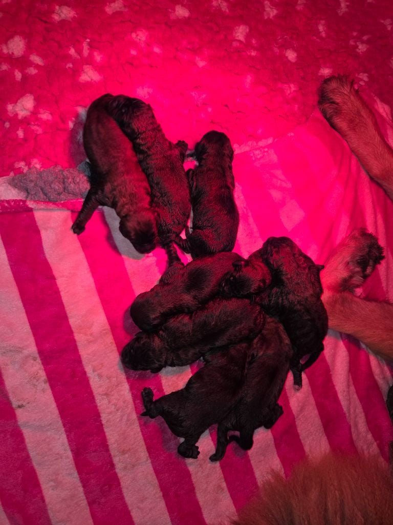 Leonberger - chiot leonberg a la r?servation - Leon De La Cité D'Or