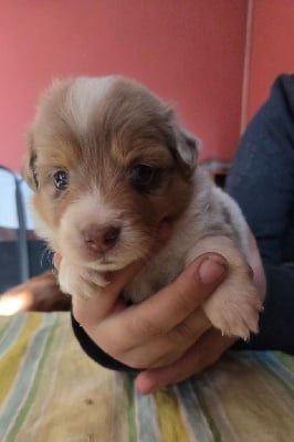 Les chiots de Berger Américain Miniature 