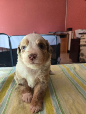 Les chiots de Berger Américain Miniature 