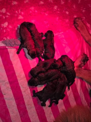 Les chiots de Leonberger