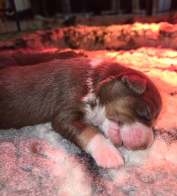 Les chiots de Berger Américain Miniature 