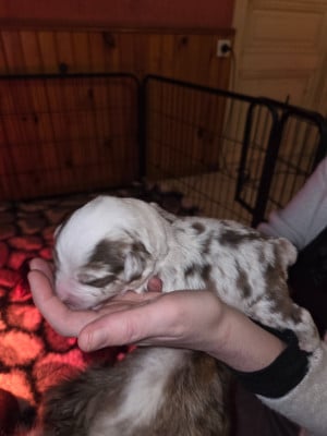 Les chiots de Berger Américain Miniature 