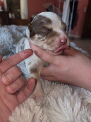 Les chiots de Berger Américain Miniature 