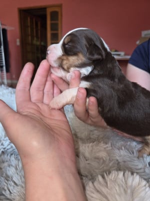 Les chiots de Berger Américain Miniature 