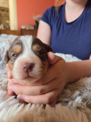Les chiots de Berger Américain Miniature 