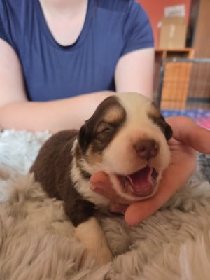 Les chiots de Berger Américain Miniature 