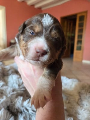 Les chiots de Berger Américain Miniature 