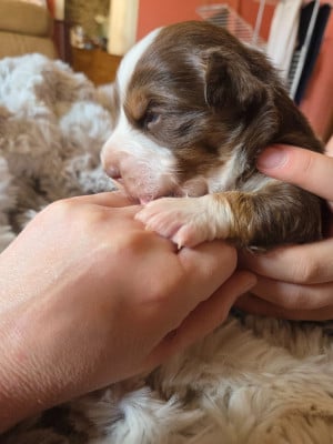 Les chiots de Berger Américain Miniature 