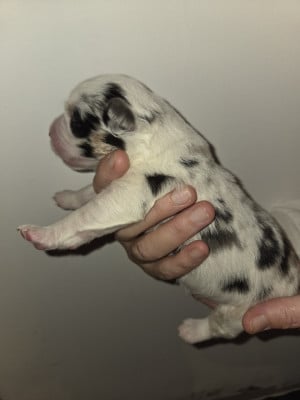 Les chiots de Berger Américain Miniature 