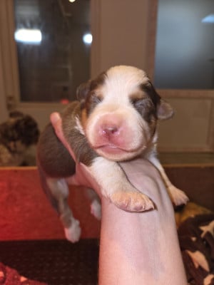 Les chiots de Berger Américain Miniature 