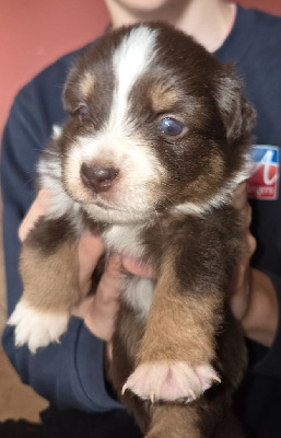 Les chiots de Berger Américain Miniature 