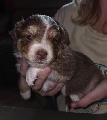 Les chiots de Berger Américain Miniature 