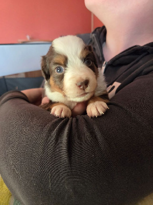 Les chiots de Berger Américain Miniature 